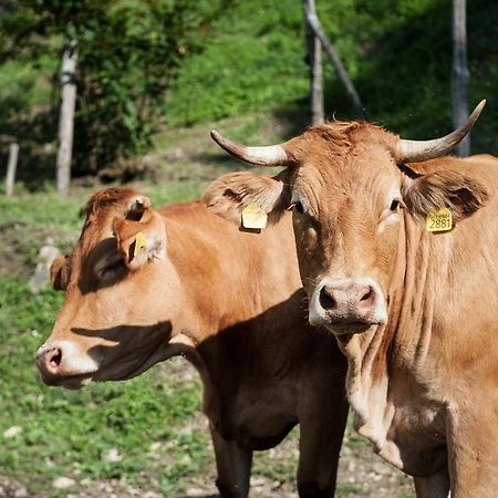 Agriturismo Di Baroni Enzo Dicomano エクステリア 写真